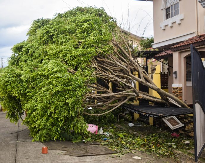 a tree that has fallen on a house