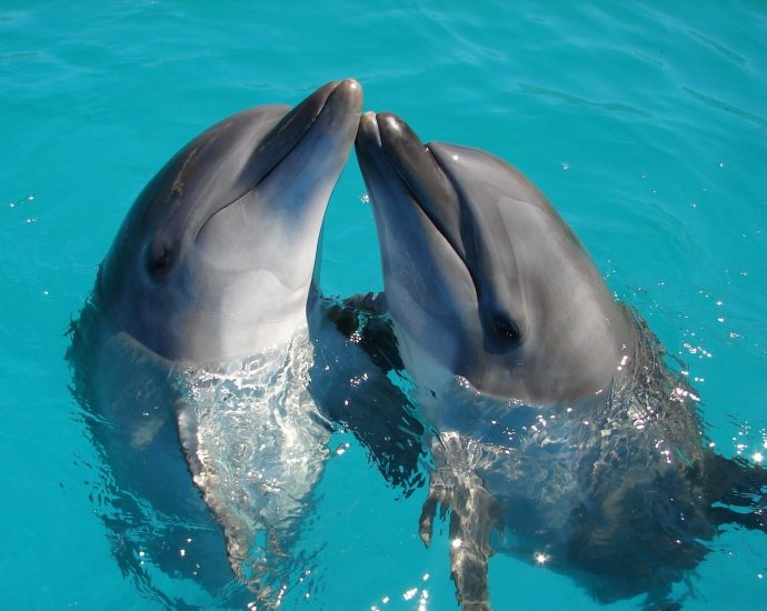 a couple of dolphins are swimming in the water