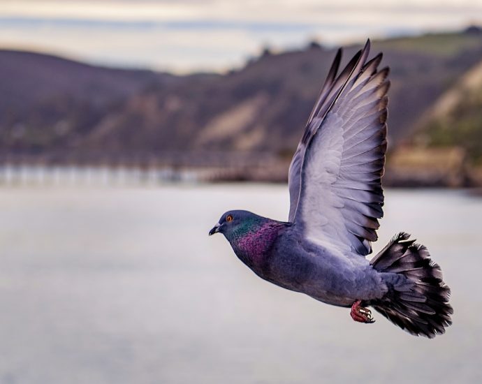 grey pigeon on flight above the lake