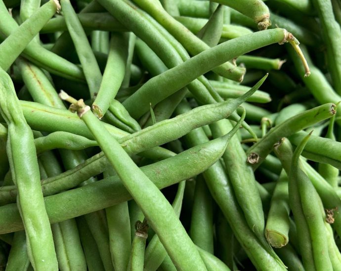 green kentucky beans