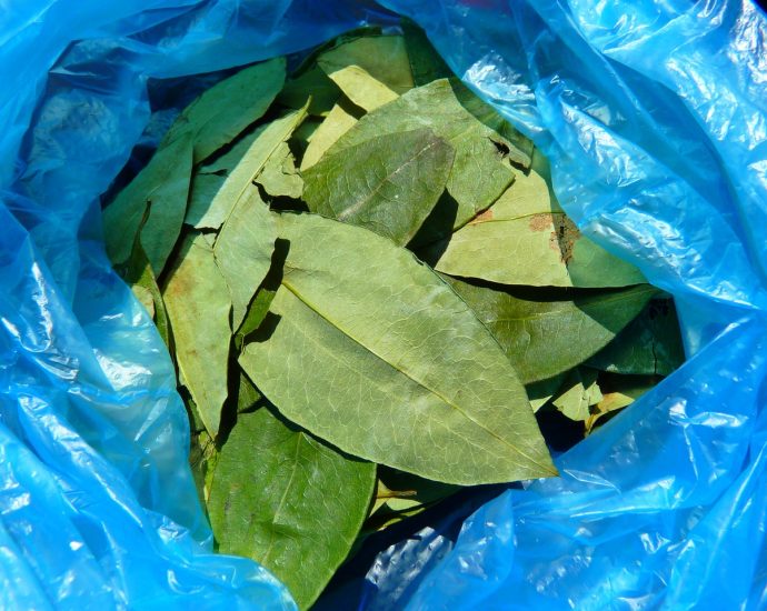 coca leaves, coca bush, erythroxylum coca