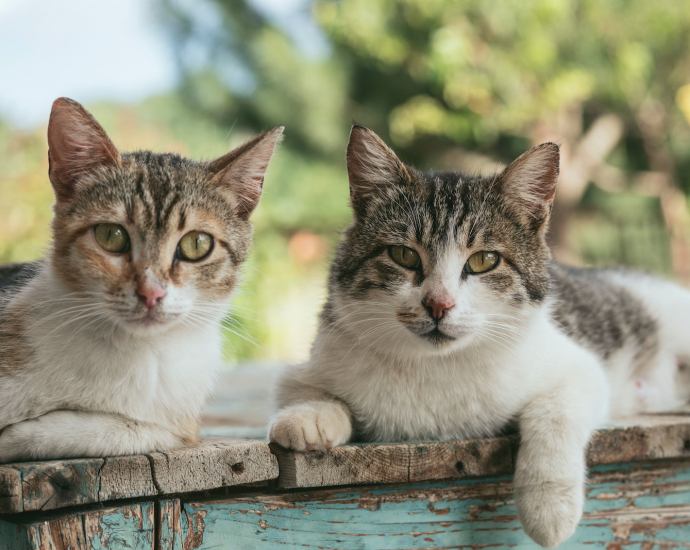 two brown tabby cats on wood planks