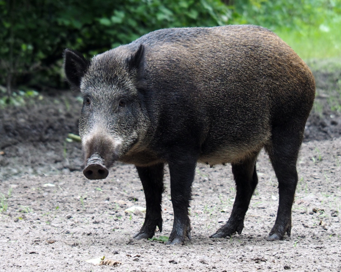shallow focus photo of pig