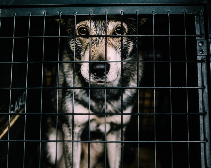 white and black dog inside cage