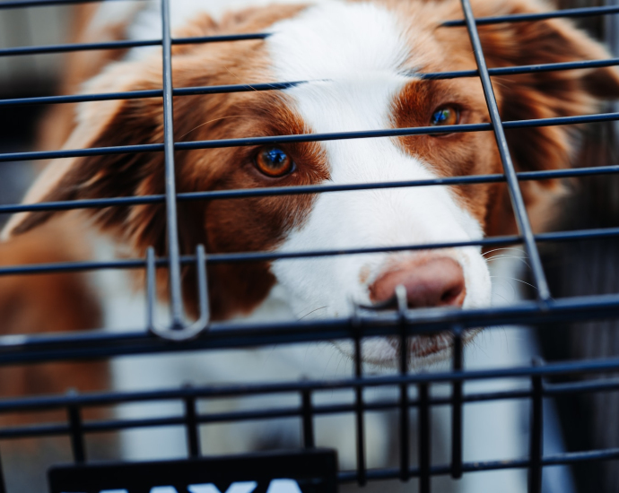 short-coated tan and white dog inside dog crate