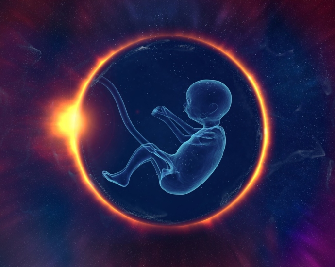 embryo, life, evolution