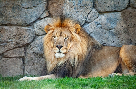 adult lion resting beside wall