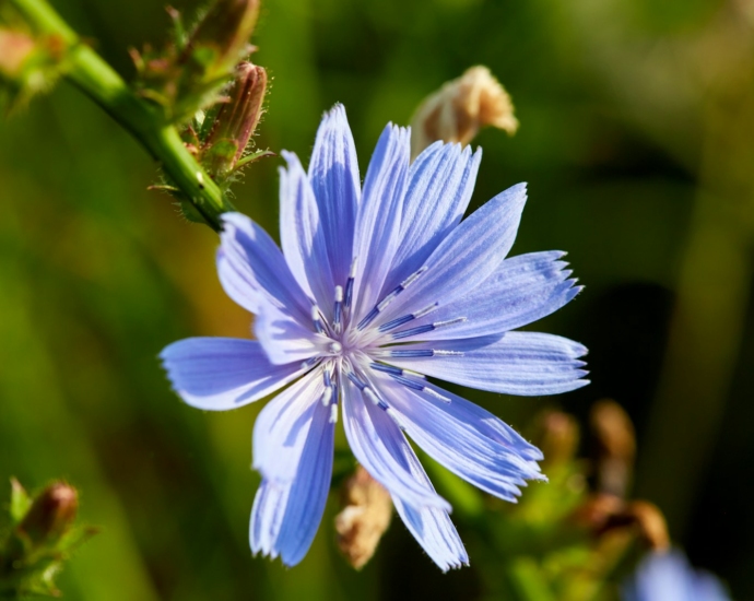 a close up of a blue flower in a field