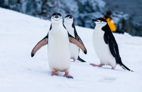 пингвини
