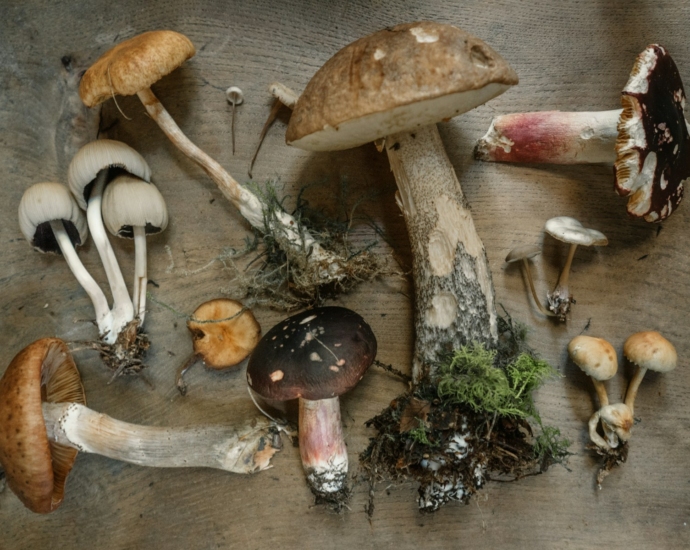 flat lay photography of mushrooms