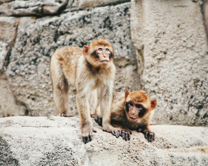 two brown monkeys