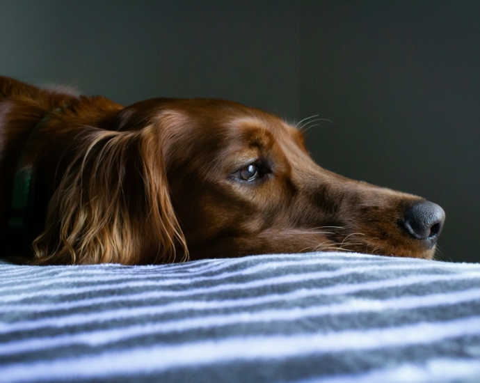 short-coat brown dog lying on blue and white striped bedspread