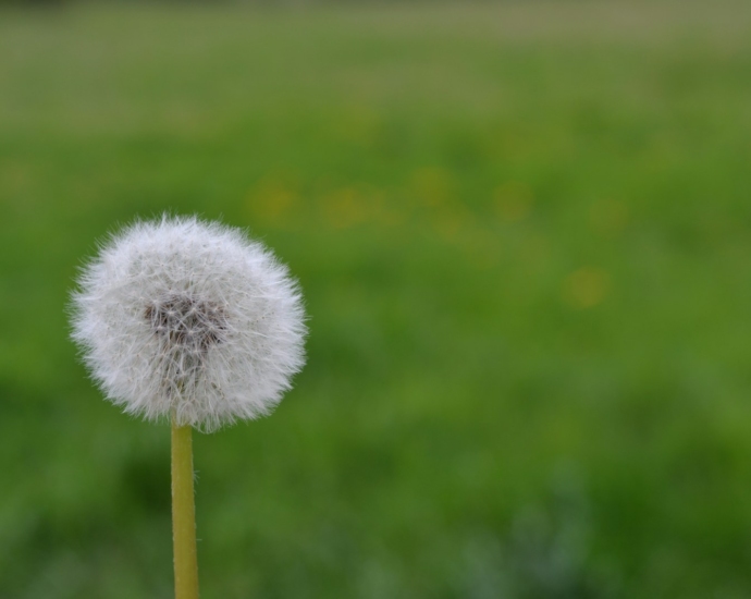 a dandelion sitting on top of a green field