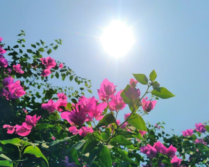 pink flowers under sunny sky