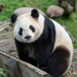 white and black panda on brown wooden fence during daytime