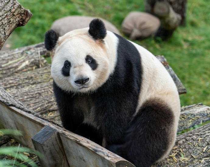 white and black panda on brown wooden fence during daytime