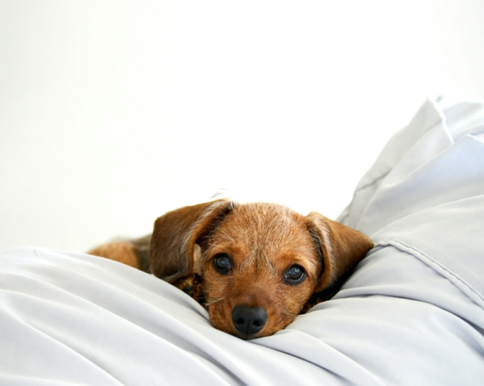 brown short coated small dog lying on white textile