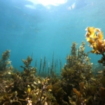 underwater photography of sea plants