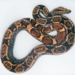 brown and black snake on white surface