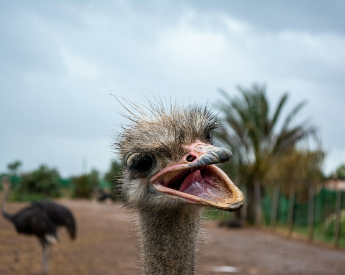 closeup photo of ostrich