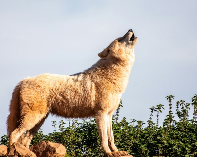 brown wolf standing boulder during daytime