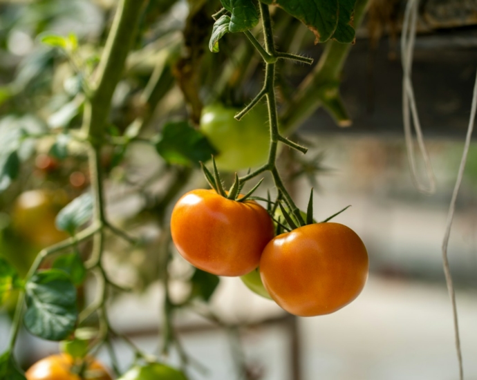 two tomatoes hanging from a plant in a greenhouse