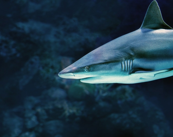 gray shark under water