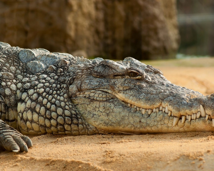 Black Crocodlie Lying on Ground