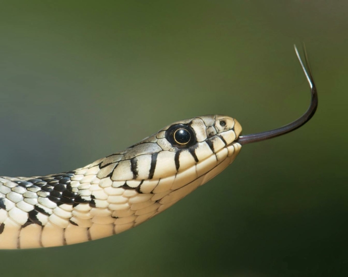 White and Black Snake on Close Up Photography