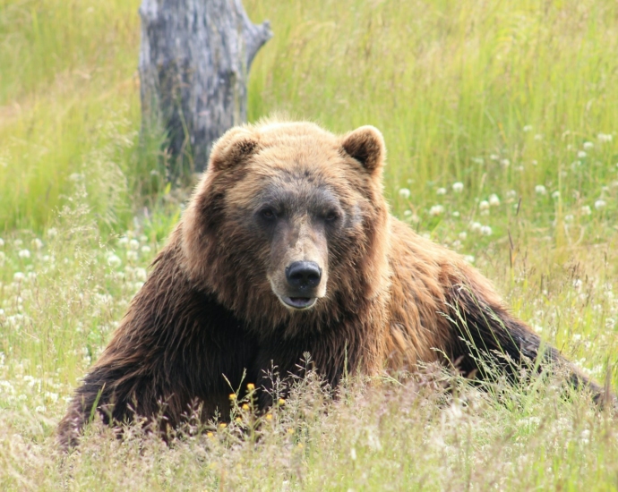 brown bear lying on grass field during daytime