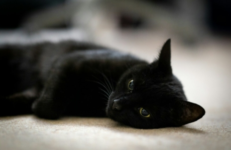 a black cat laying down on the floor