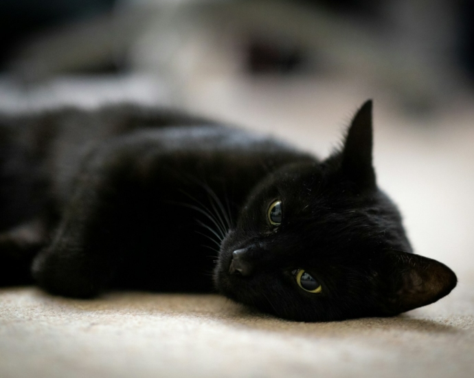 a black cat laying down on the floor