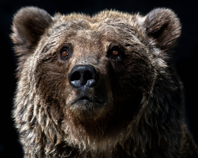 brown bear with white eyes