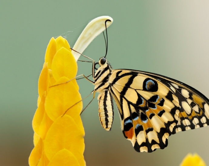 butterfly perched on flower at daytime