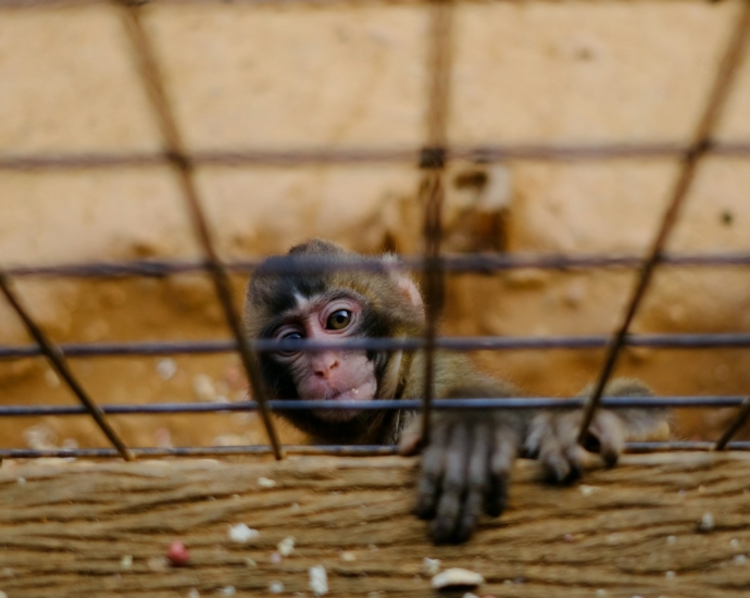 monkey climbing on cage