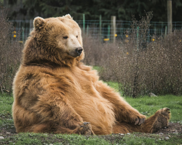 brown bear sitting on grass field