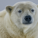 white polar bear in close up photography