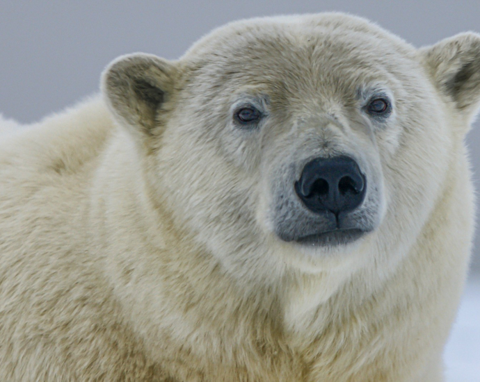 white polar bear in close up photography