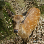 brown deer standing beside concrete wall