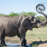 gray elephant playing with mud