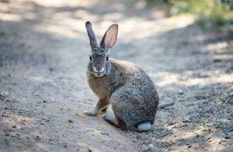 gray rabbit on road