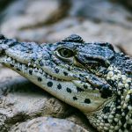 selective focus photography black and white alligator