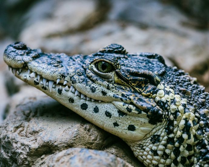 selective focus photography black and white alligator
