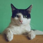 black and white cat lying on brown bamboo chair inside room