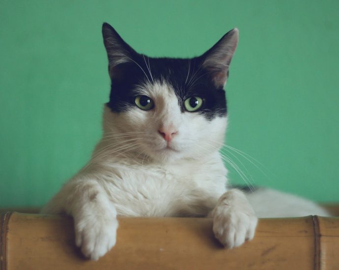 black and white cat lying on brown bamboo chair inside room