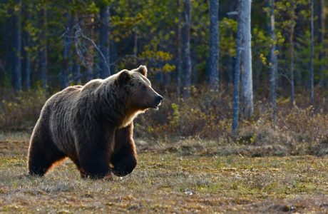 brown bear walking near trees
