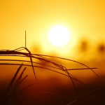 brown grass during sunrise