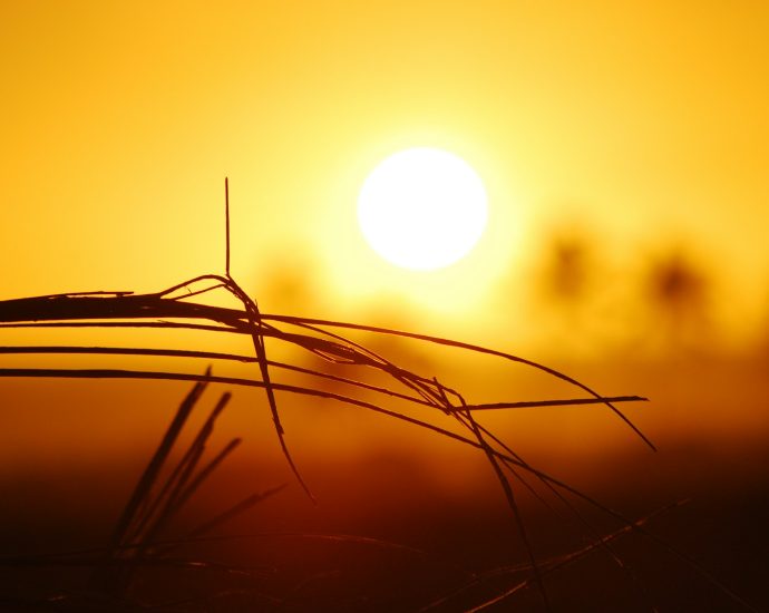 brown grass during sunrise