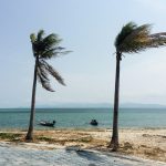two palm trees blowing in the wind on a beach
