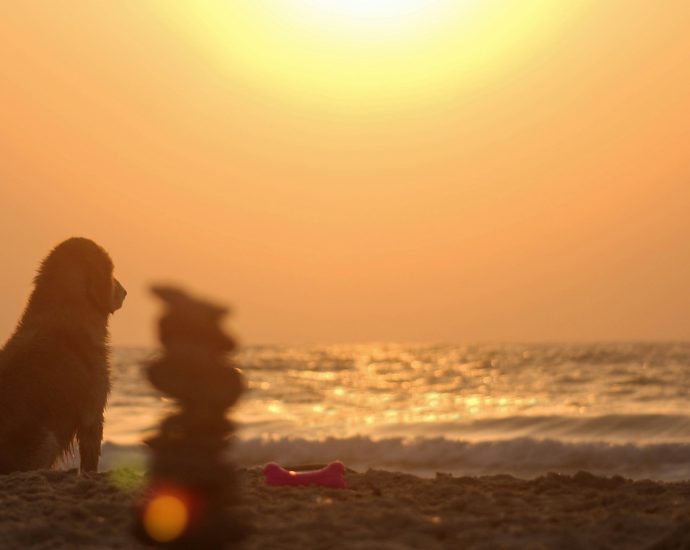 golden retriever sitting on beach shore during sunset